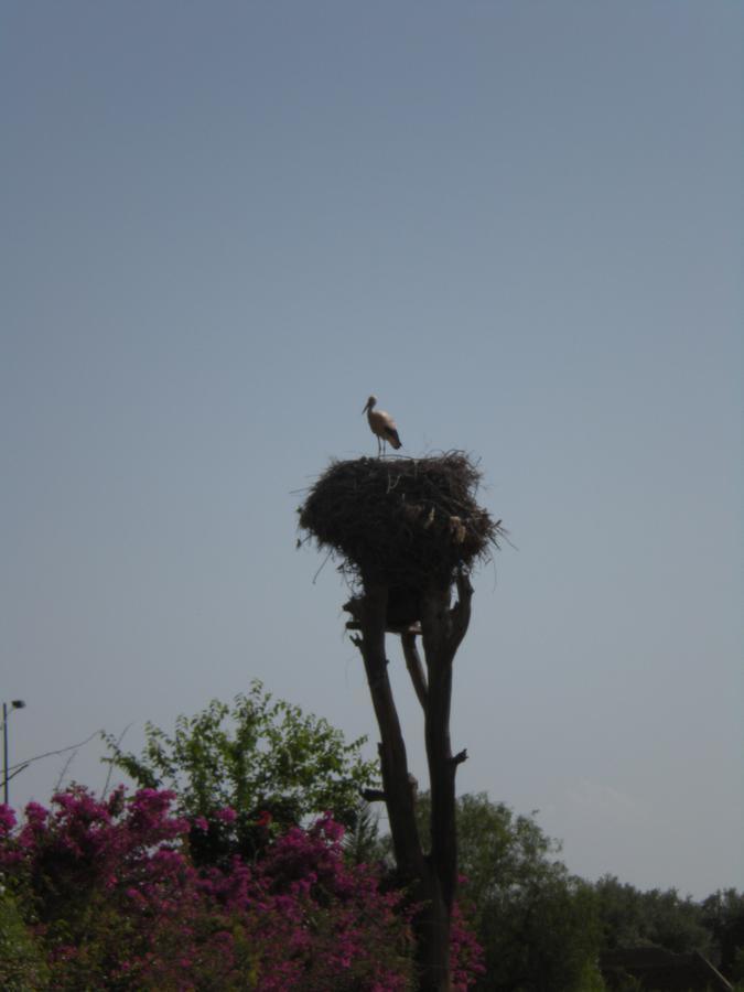Appart avec vue Jardin/Majorelle Marrakesh Exterior foto