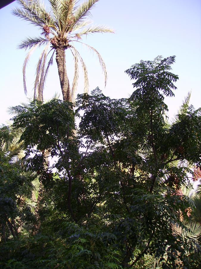 Appart avec vue Jardin/Majorelle Marrakesh Exterior foto