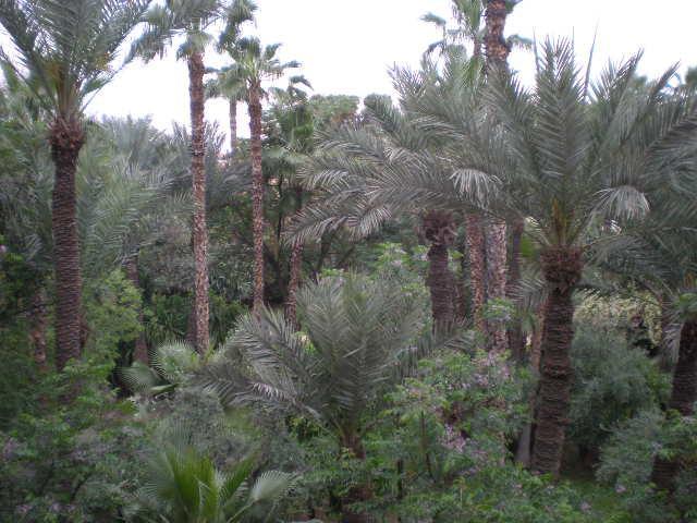 Appart avec vue Jardin/Majorelle Marrakesh Exterior foto